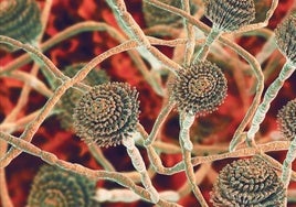 hongo Aspergillus